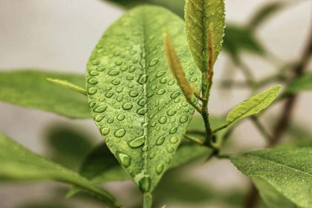 Carreiras Verdes